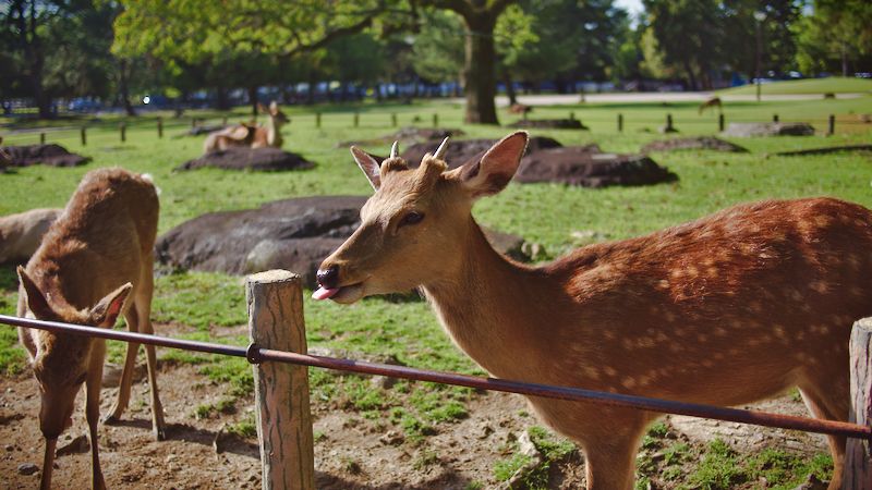 Deer sticking its tongue out in Nara Park